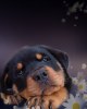 {widget.tst.NAME}, {widget.tst.CITY}