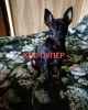 {widget.tst.NAME}, {widget.tst.CITY}