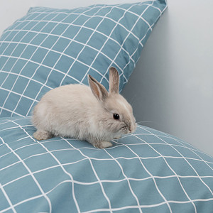 Постельное белье поплин "Банни" (последний размер) 2-сп.евр